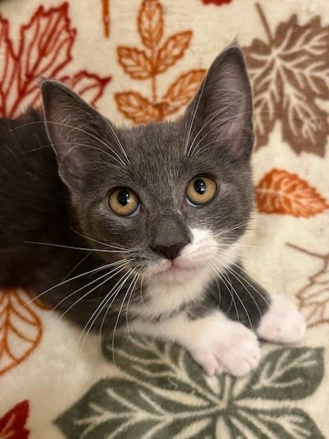 Enlarge Better Boy, a Adoptable mixed breed in Knoxville, TN image 5/6