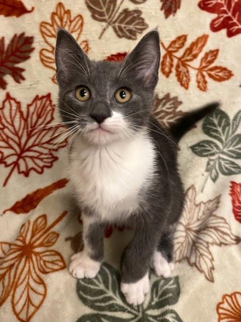 Enlarge Better Boy, a Adoptable mixed breed in Knoxville, TN image 6/6