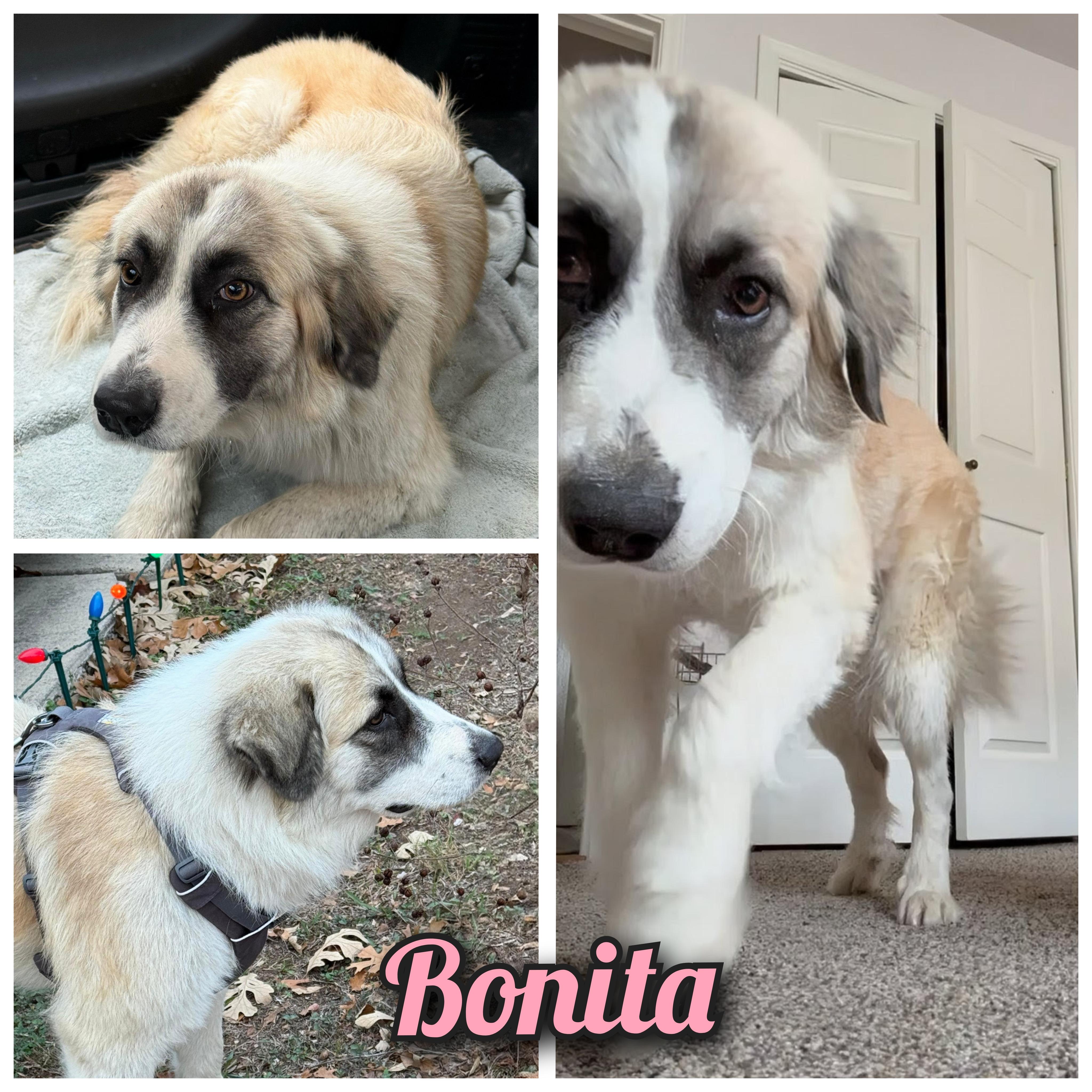 Enlarge Bonita , a Adoptable mixed breed in Albany , NY image 1/6