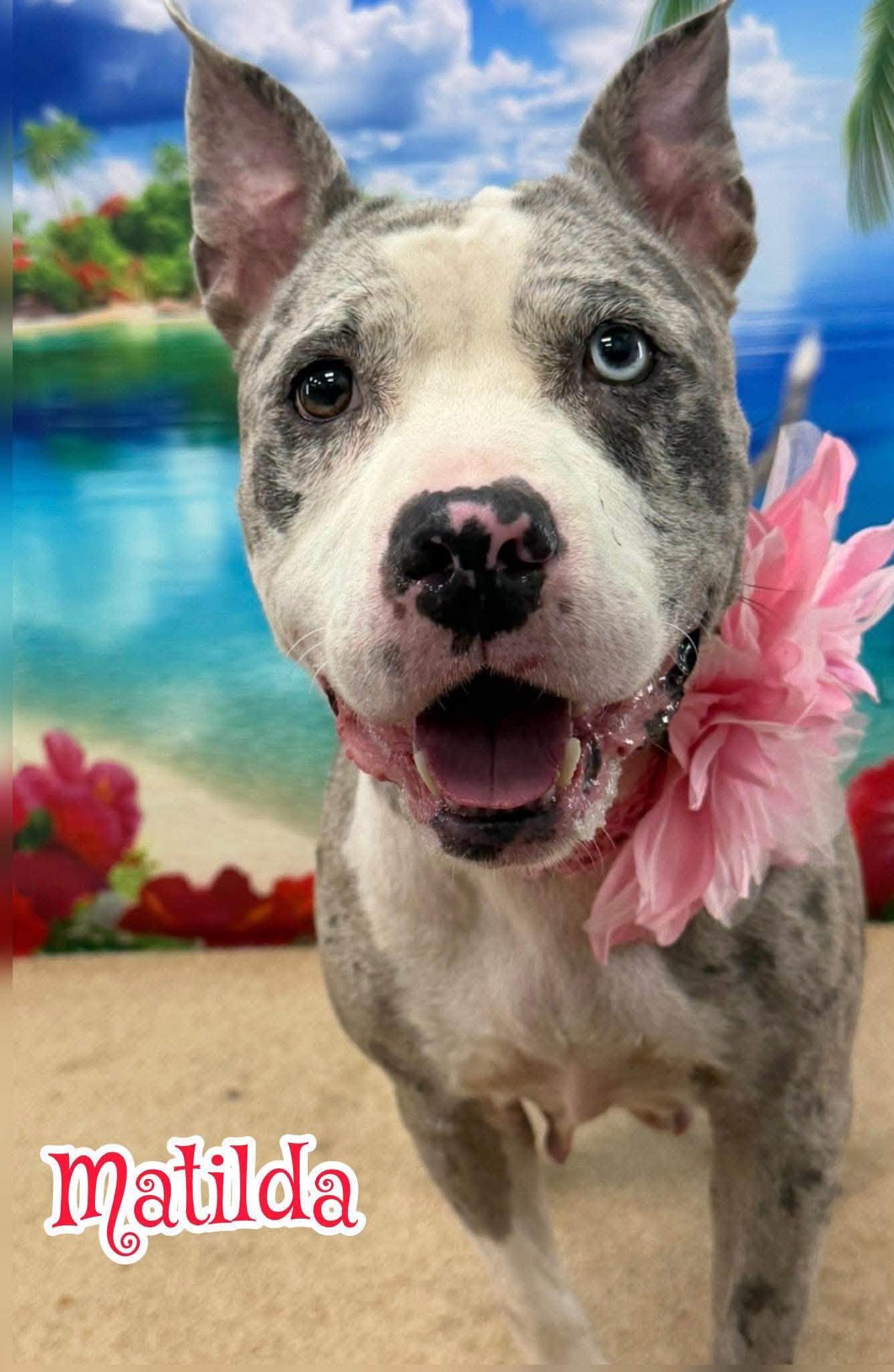 Matilda, ADOPTABLE, Adult Female Mixed Breed.