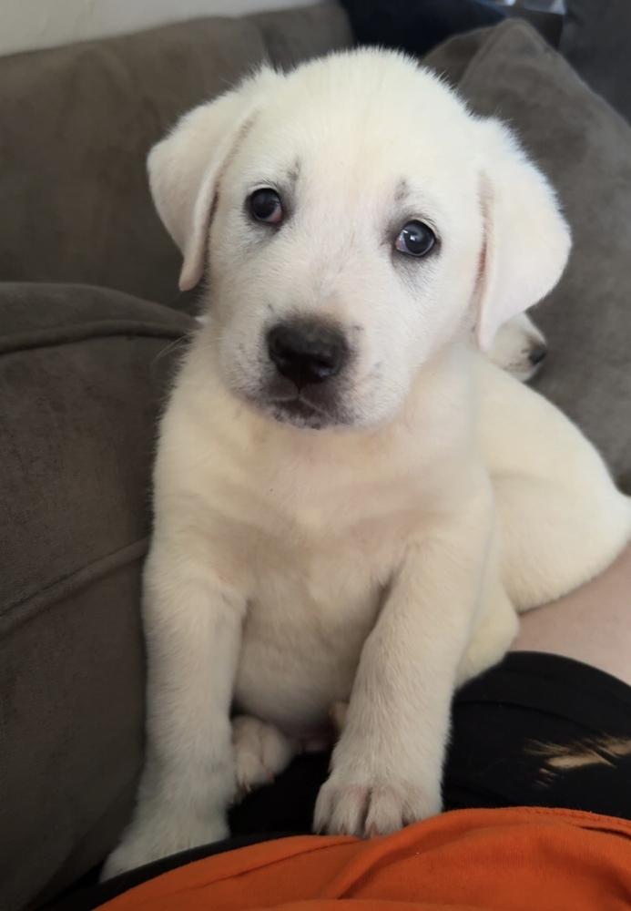 Enlarge Knox, a Adoptable mixed breed in Warr Acres, OK image 1/6