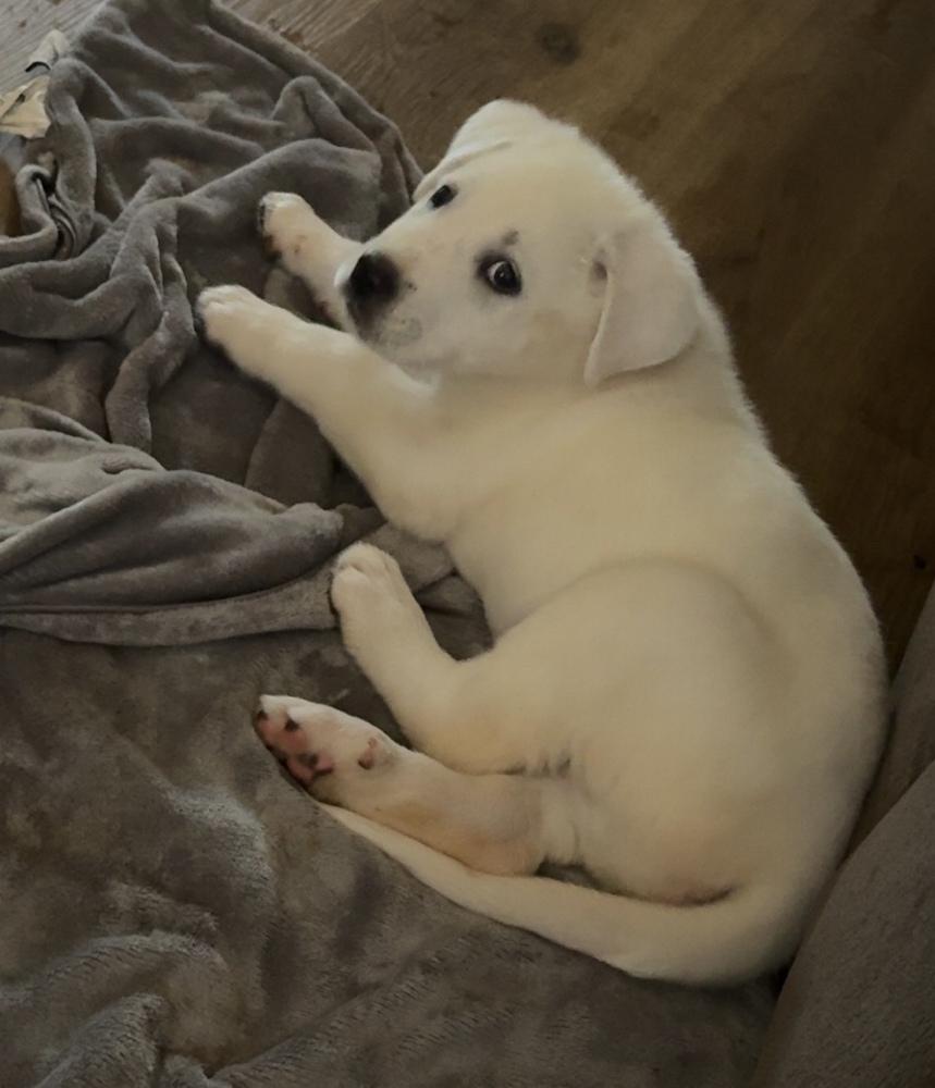 Enlarge Knox, a Adoptable mixed breed in Warr Acres, OK image 2/6