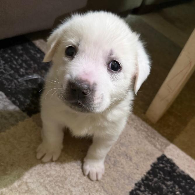 Enlarge Knox, a Adoptable mixed breed in Warr Acres, OK image 3/6