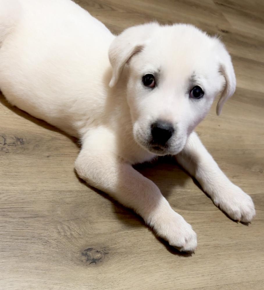 Enlarge Knox, a Adoptable mixed breed in Warr Acres, OK image 4/6