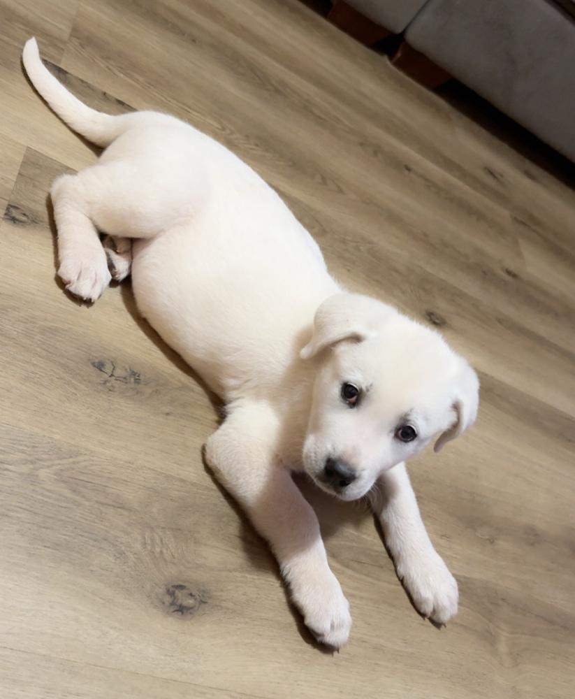 Enlarge Knox, a Adoptable mixed breed in Warr Acres, OK image 6/6