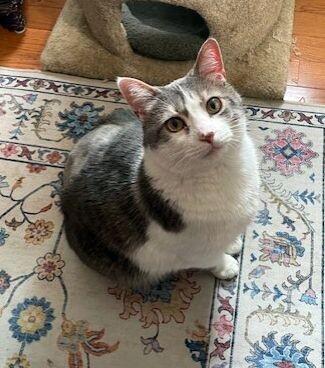 Enlarge Buttons, a Adoptable Domestic Short Hair in Colmar, PA image 1/6