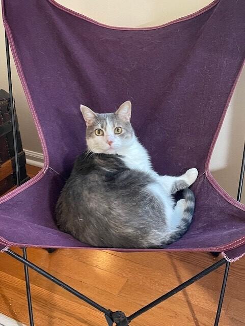 Enlarge Buttons, a Adoptable Domestic Short Hair in Colmar, PA image 2/6