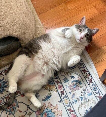 Enlarge Buttons, a Adoptable Domestic Short Hair in Colmar, PA image 3/6