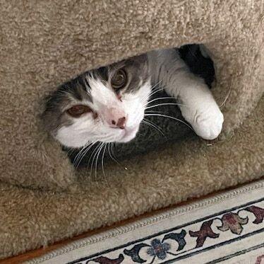 Enlarge Buttons, a Adoptable Domestic Short Hair in Colmar, PA image 4/6