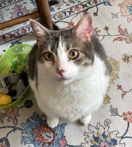 Enlarge Buttons, a Adoptable Domestic Short Hair in Colmar, PA image 5/6
