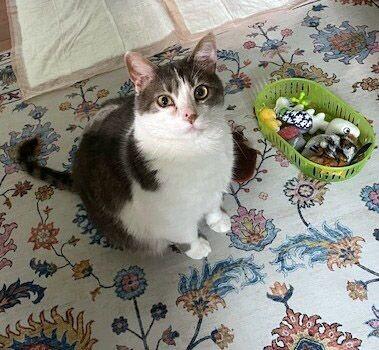 Enlarge Buttons, a Adoptable Domestic Short Hair in Colmar, PA image 6/6