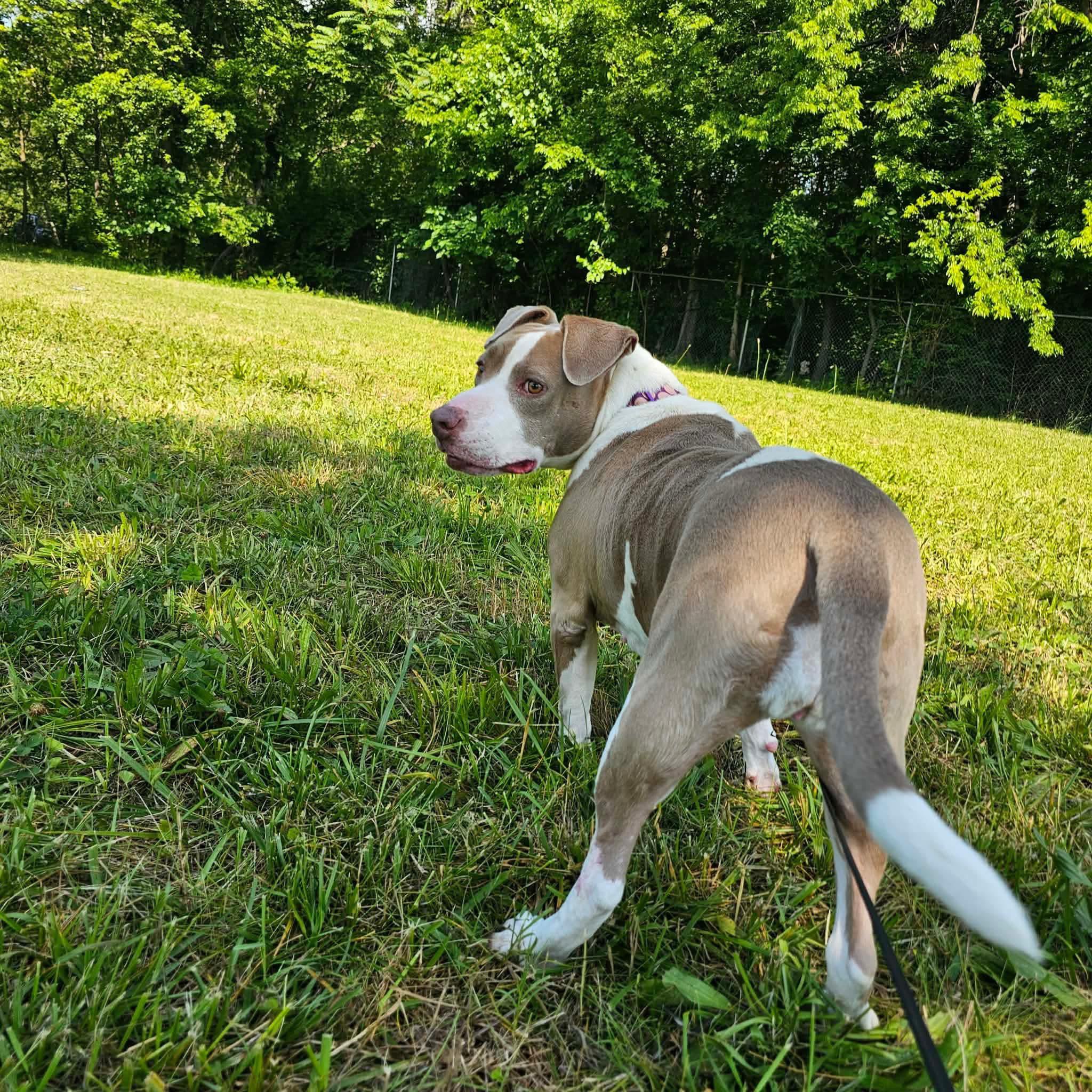 Angel, a ADOPTABLE mixed breed in Huntsville, AL image 2/5