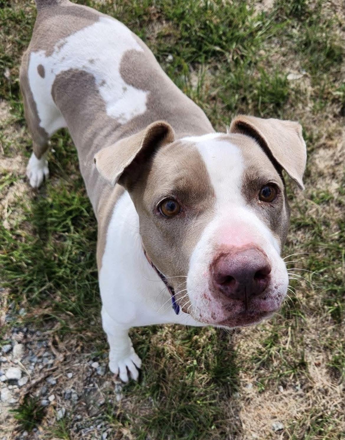 Angel, a ADOPTABLE mixed breed in Huntsville, AL image 3/5