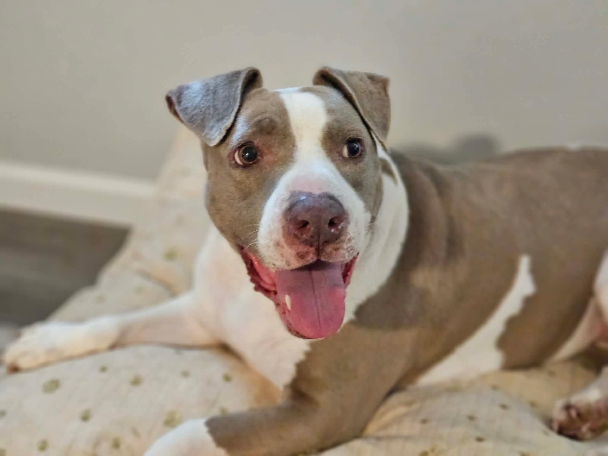 Angel, ADOPTABLE, Adult Female Mixed Breed.