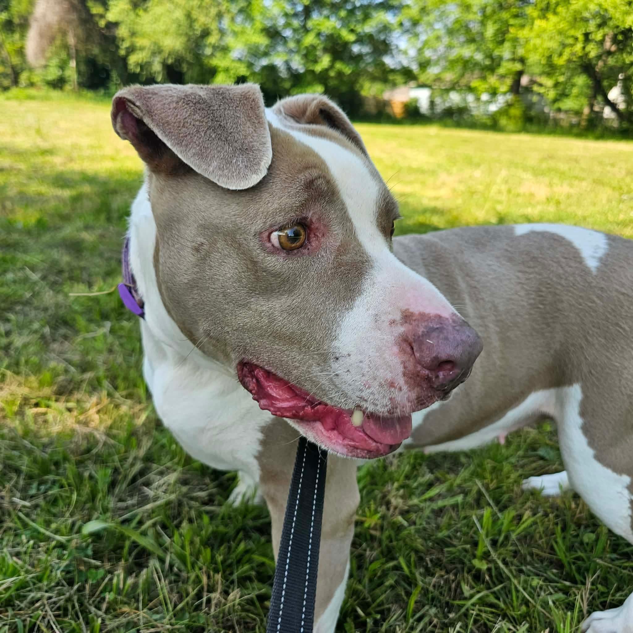 Angel, a ADOPTABLE mixed breed in Huntsville, AL image 5/5