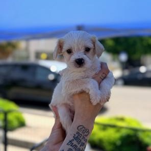 Angelica, an adopted mixed breed in Lodi, CA image 1/3