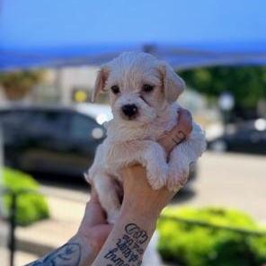 Angelica, an adopted mixed breed in Lodi, CA image 2/3