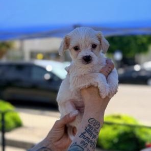 Angelica, an adopted mixed breed in Lodi, CA image 3/3
