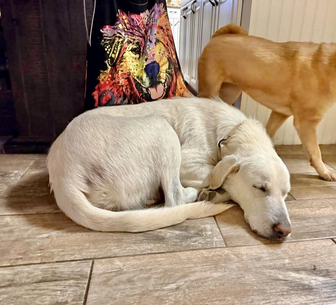 Enlarge Mabel, an adopted mixed breed in Bensalem, PA image 6/6