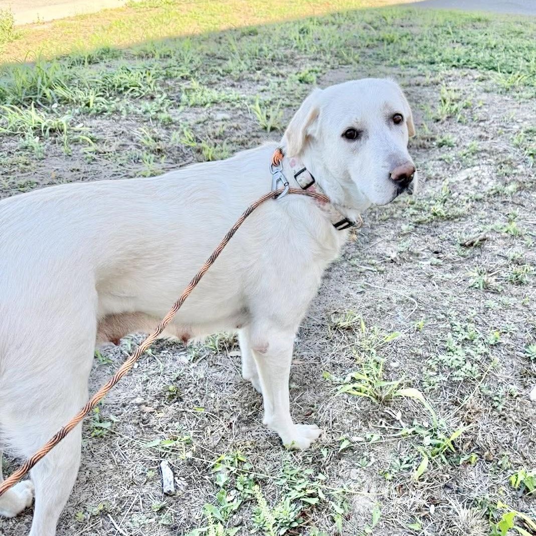 Enlarge Mabel, an adopted mixed breed in Bensalem, PA image 3/6