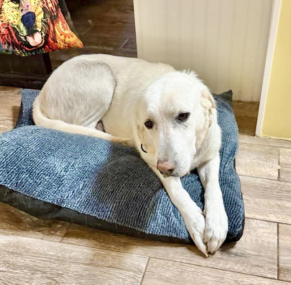 Enlarge Mabel, an adopted mixed breed in Bensalem, PA image 5/6