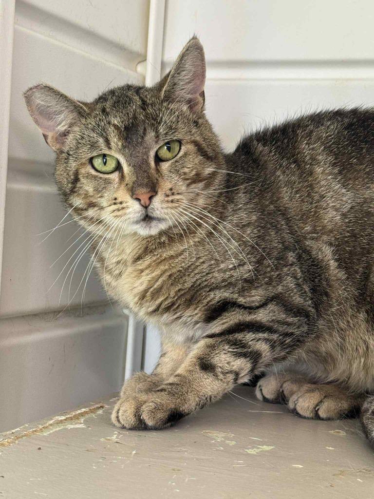 Frog, Adoptable, Young Male Domestic Short Hair.