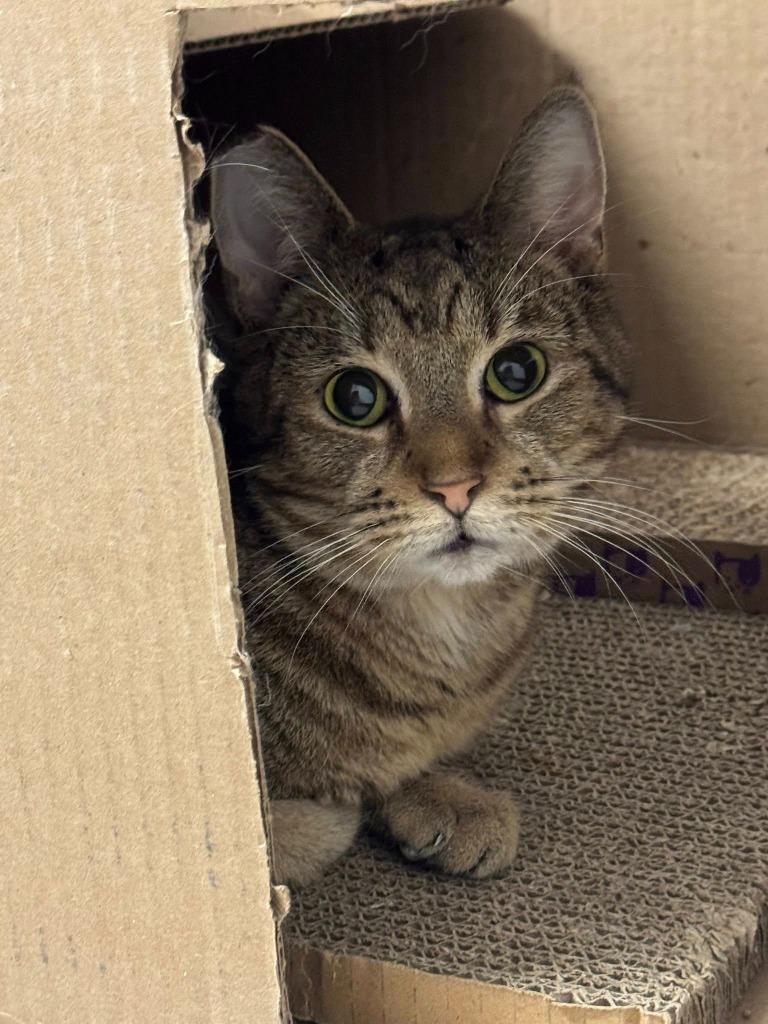 Enlarge Frog, a Adoptable mixed breed in Marion, OH image 2/6