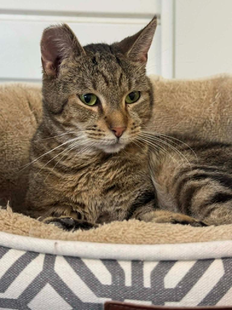 Frog, a Adoptable mixed breed in Marion, OH image 3/6
