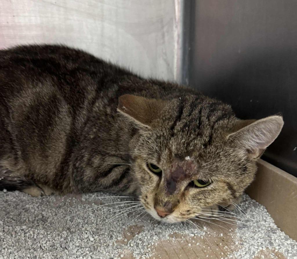 Enlarge Frog, a Adoptable mixed breed in Marion, OH image 4/6