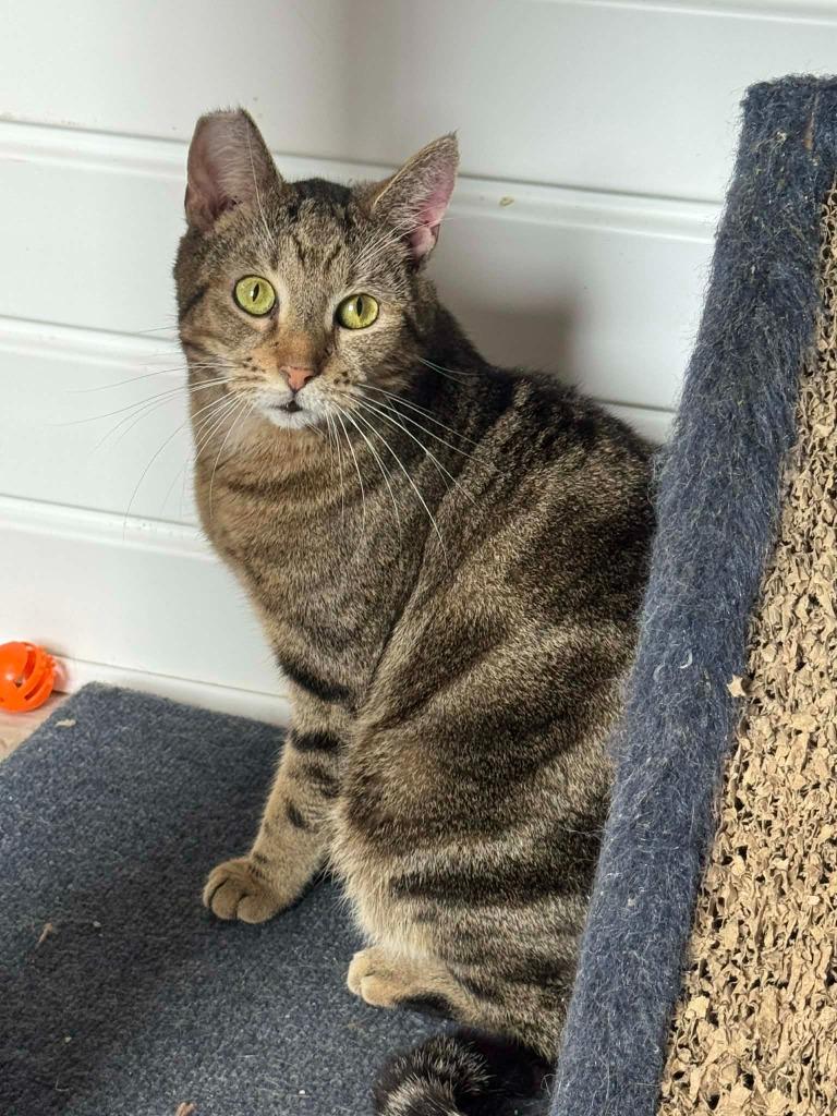 Enlarge Frog, a Adoptable mixed breed in Marion, OH image 5/6