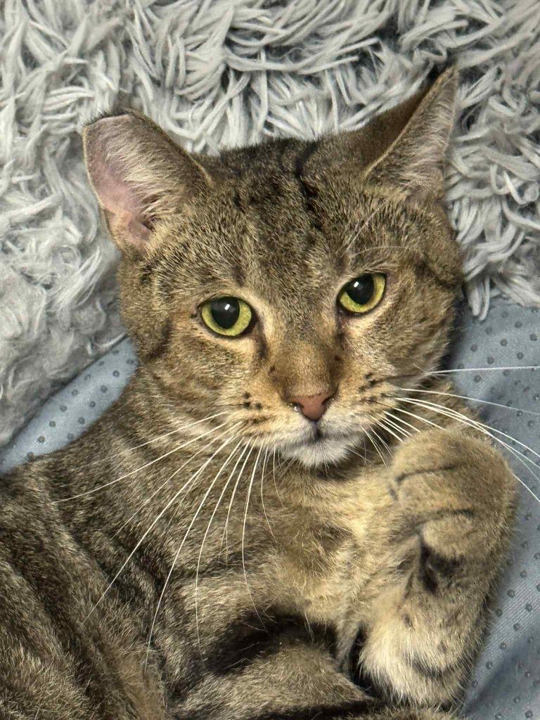 Enlarge Frog, a Adoptable mixed breed in Marion, OH image 6/6