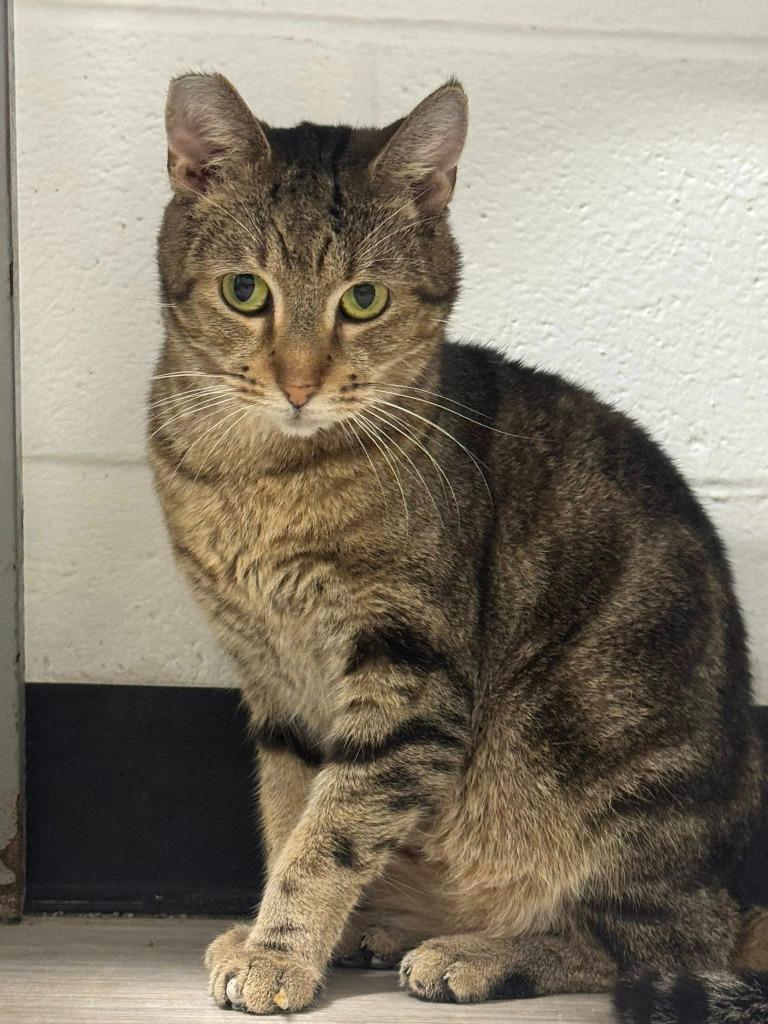Enlarge Frog, a Adoptable mixed breed in Marion, OH image 6/6