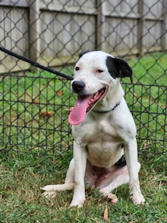 Enlarge Charlotte, a Adoptable mixed breed in cumming, GA image 1/3