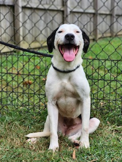 Enlarge Charlotte, a Adoptable mixed breed in cumming, GA image 2/3
