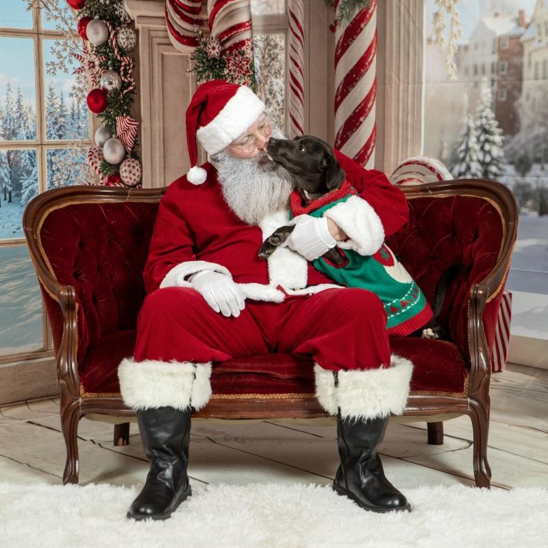 Taco Bell, ADOPTABLE, Puppy Female Labrador Retriever & Hound.