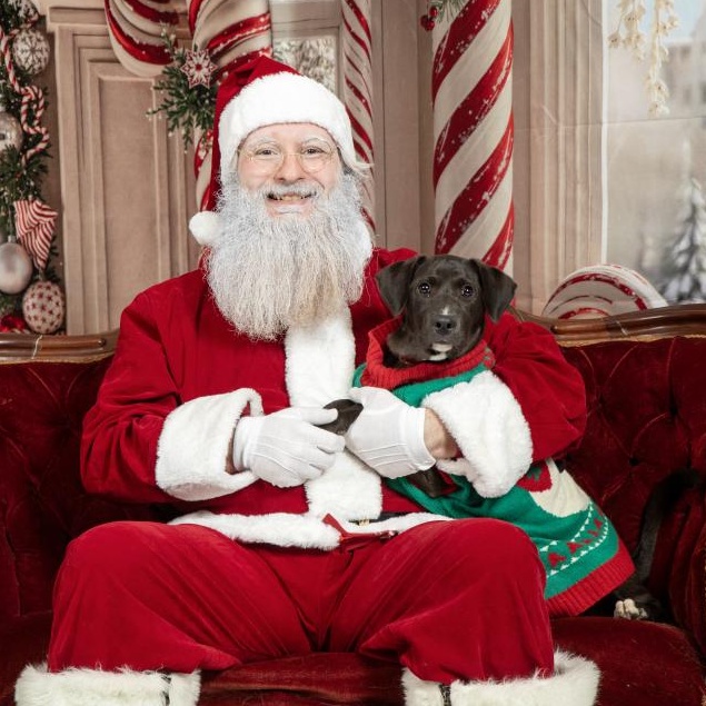 Taco Bell, ADOPTABLE, Puppy Female Labrador Retriever & Hound.