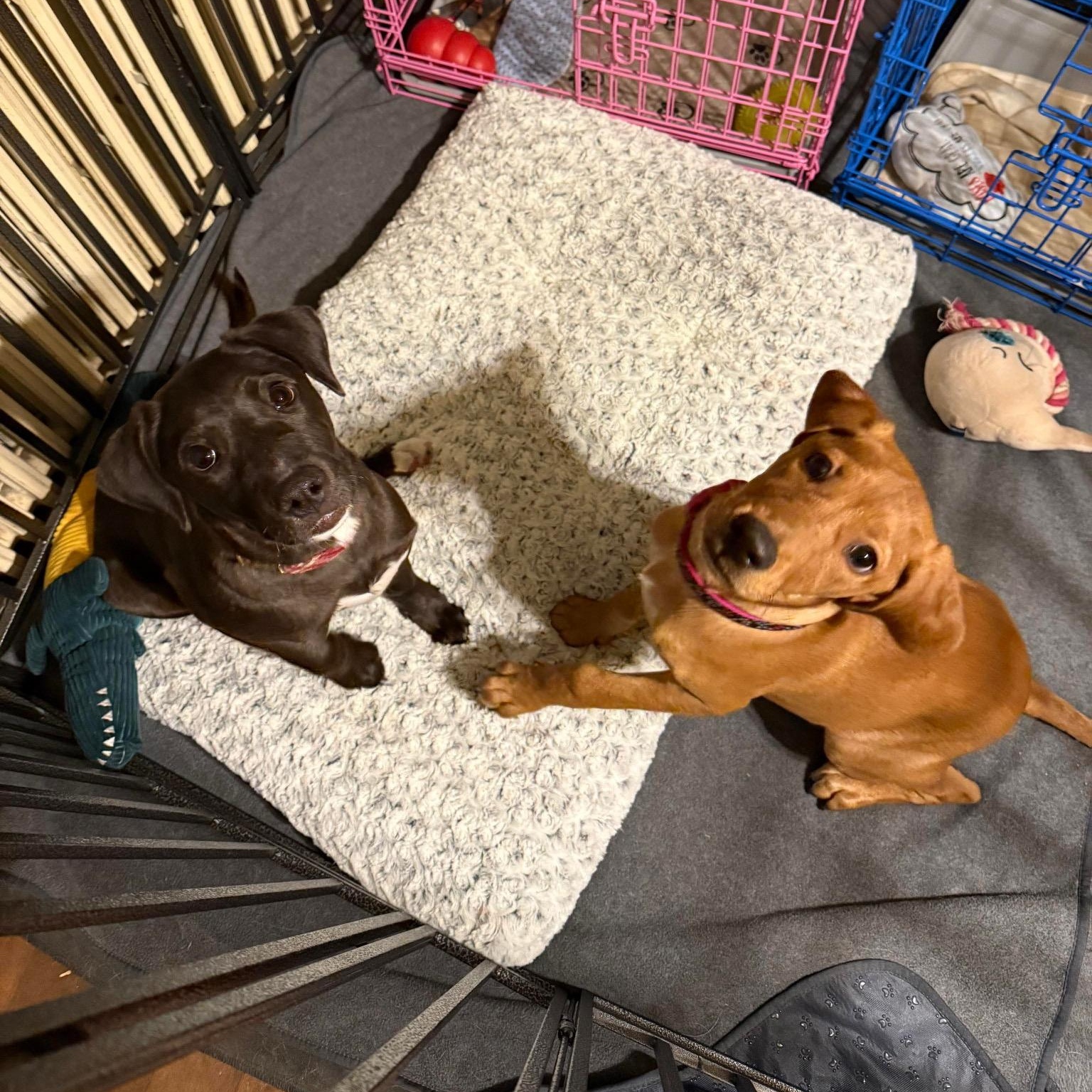 Enlarge Taco Bell, a ADOPTABLE mixed breed in Bethlehem, PA image 5/6