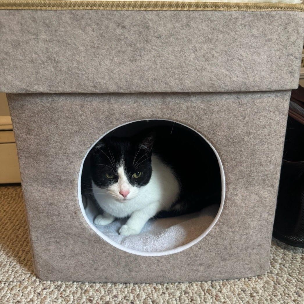 Tux (FKA as Bass), a Adoptable Domestic Short Hair in Hopkinton, MA image 2/3