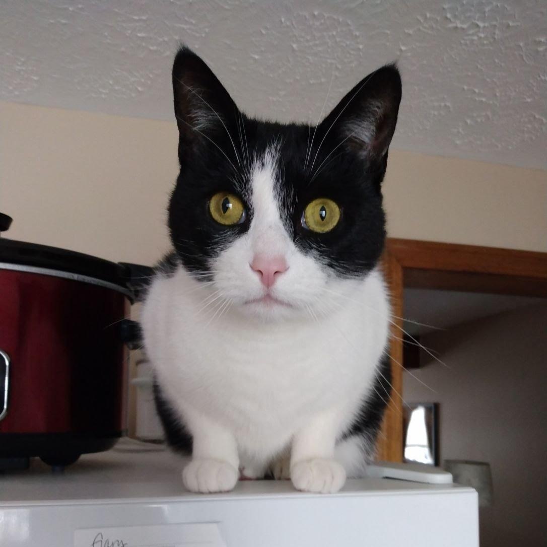 Tux (FKA as Bass), a Adoptable Domestic Short Hair in Hopkinton, MA image 3/3