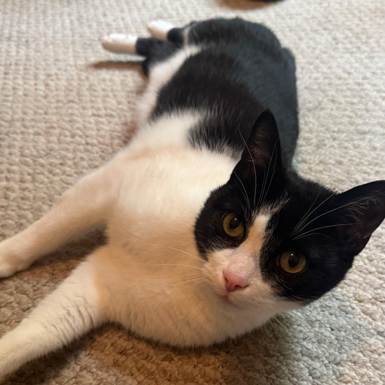 Tux (FKA as Bass), a Adoptable Domestic Short Hair in Hopkinton, MA image 1/3
