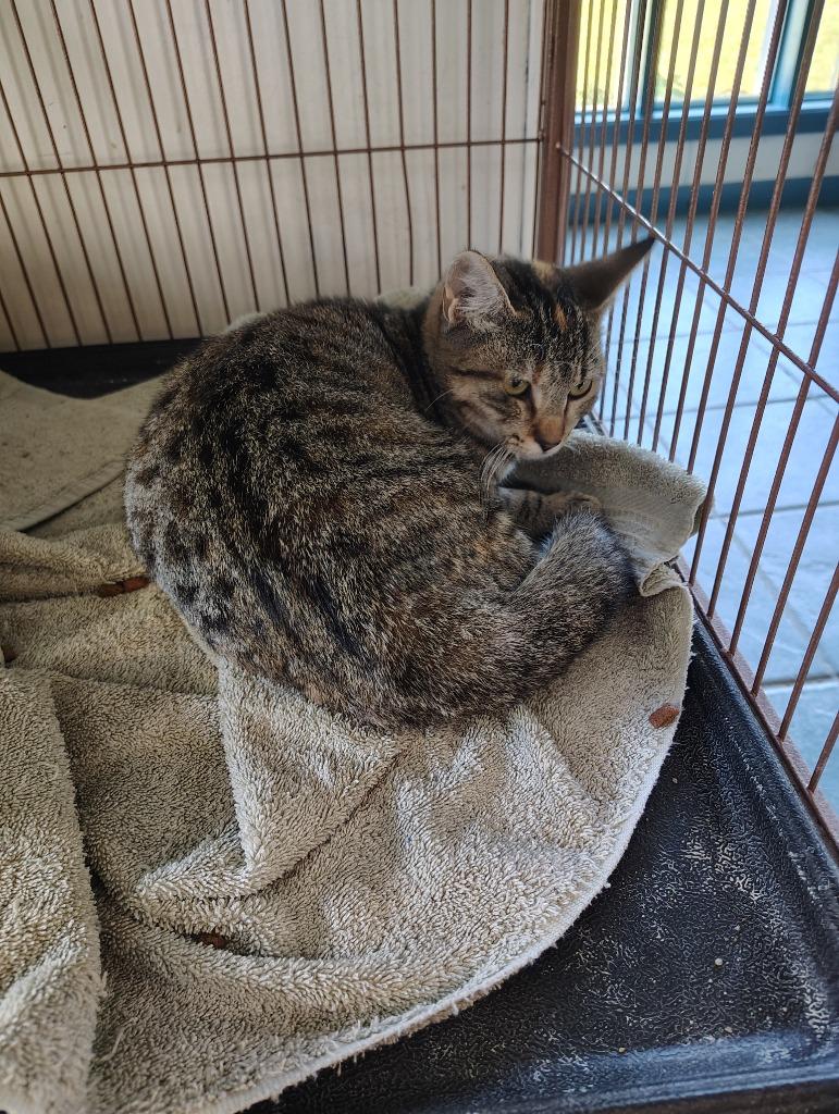 Jules, Adoptable, Kitten Female Calico.