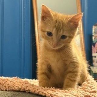Colt, Adoptable, Kitten Male Domestic Short Hair.
