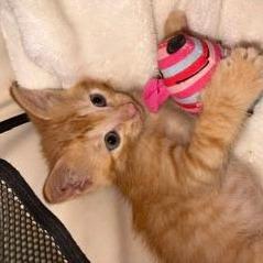 Colt, a Adoptable Domestic Short Hair in North Myrtle Beach, SC image 2/2