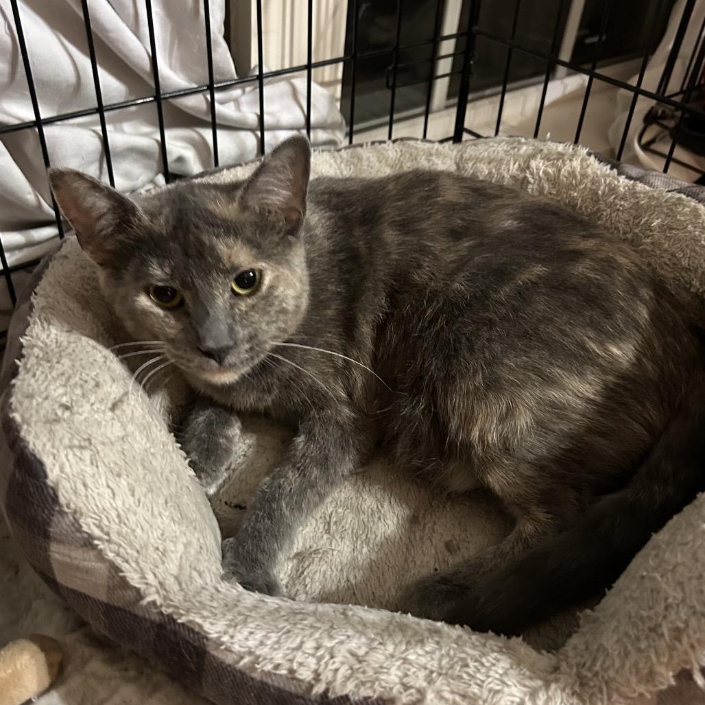 Cupcake, Adoptable, Young Female Domestic Short Hair.