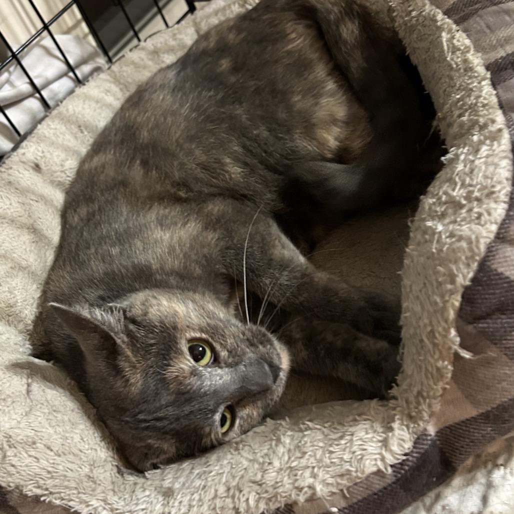 Cupcake, a Adoptable Domestic Short Hair in Columbia, MO image 2/4