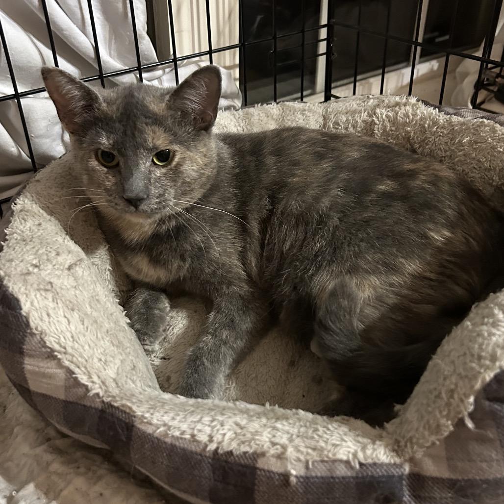 Cupcake, a Adoptable Domestic Short Hair in Columbia, MO image 3/4