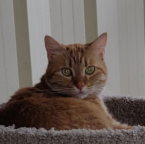 Poppy, a Adoptable Tabby in Lago Vista, TX image 2/5