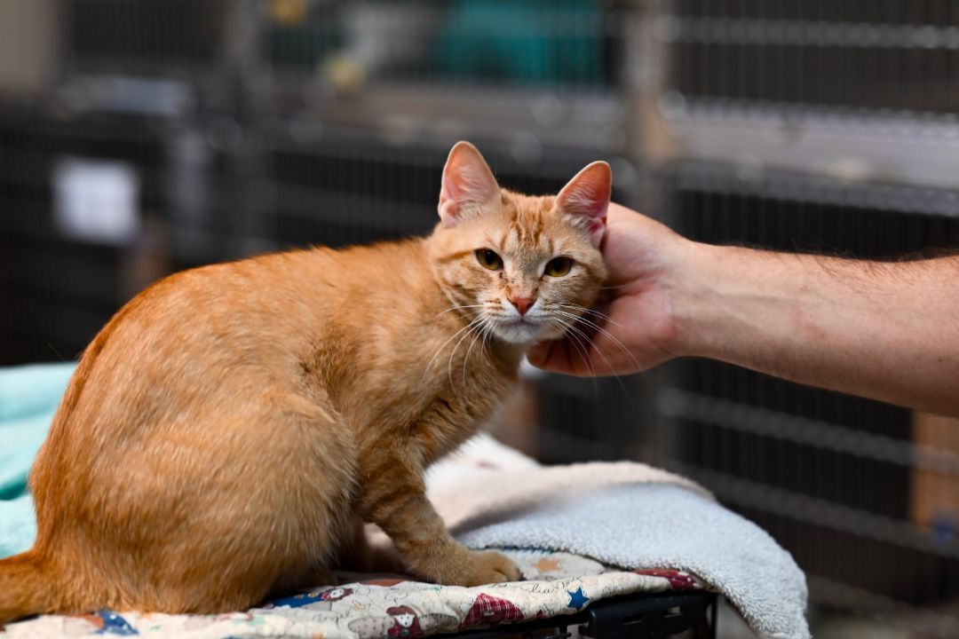 Poppy, a Adoptable Tabby in Lago Vista, TX image 4/5