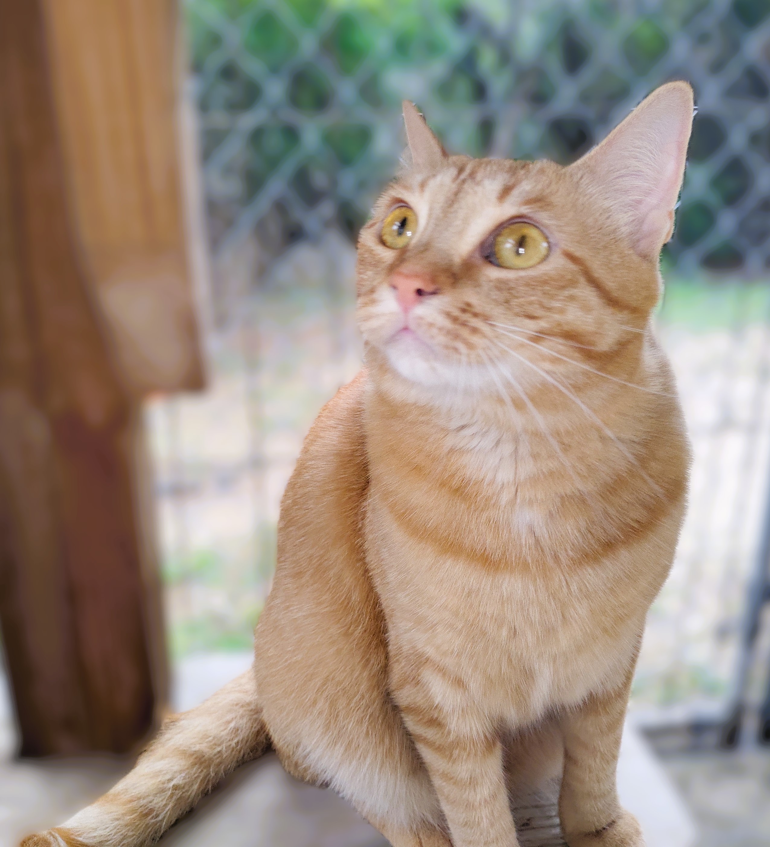 Poppy, a Adoptable Tabby in Lago Vista, TX image 3/5