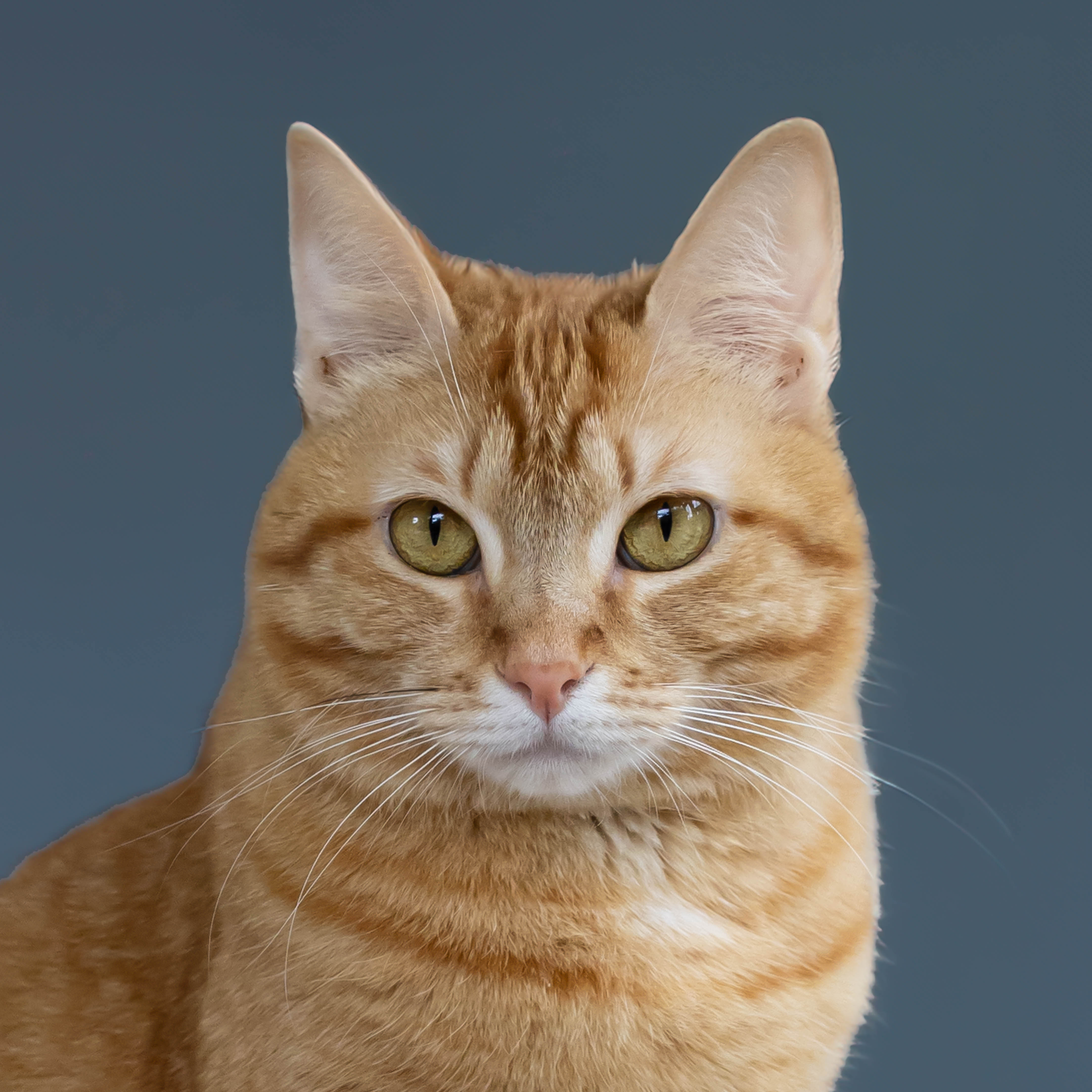 Poppy, a Adoptable Tabby in Lago Vista, TX image 1/5